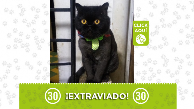 gato perdido1