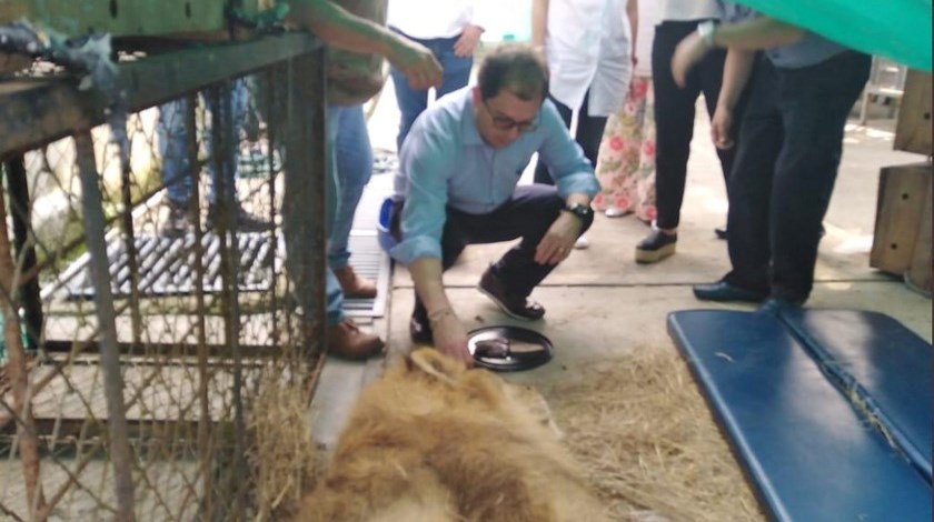 ¿Fue intencional? Autoridades investigan si deterioro en la salud del león ‘Júpiter’ fue provocada