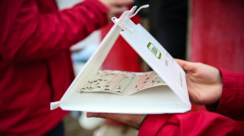 Los mosquitos europeos invadieron la Antártida y se desconoce si llegaron en barco o en avión, en la ropa de un científico o en forma de larva