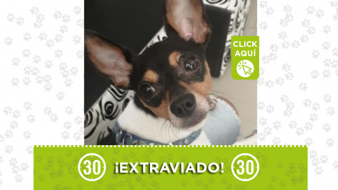perro perdido1