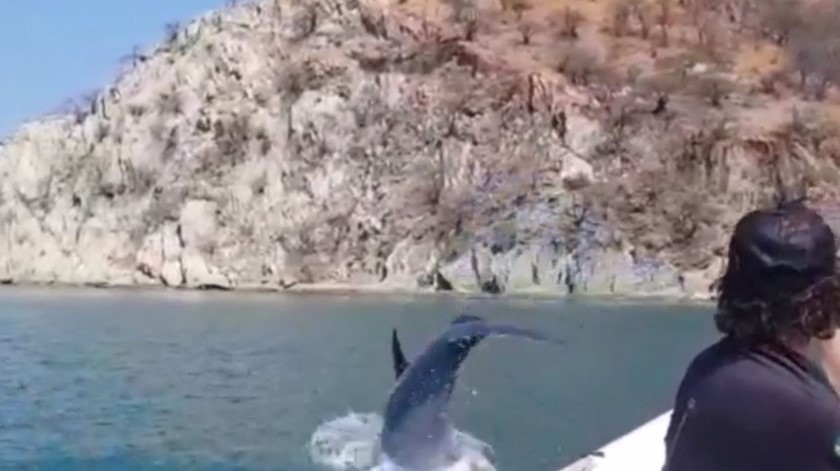 En video: ¡Espectacular! Delfines se toman El Rodadero en épocas de cuarentena