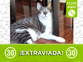 'Emma' está extraviada, la vieron por última vez en Itagüí 1 extraviada