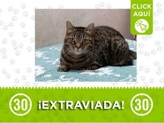 Esta gatica se perdió en Pedregal 1 gatica