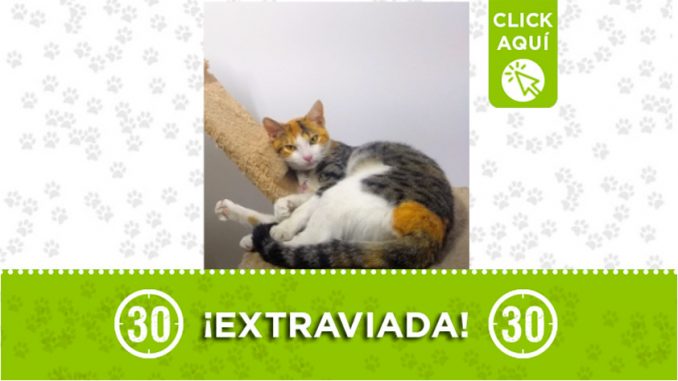 gatitaperdida