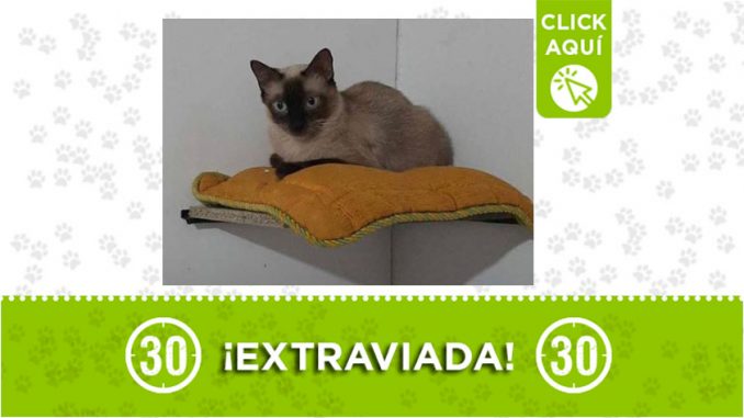 mocca