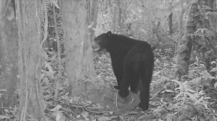 VIDEO: Osos de anteojos fueron avistados jugando en el Parque Nacional Natural Tatamá