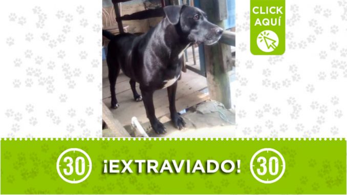 perritu