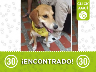 Este perro se lo encontraron en la Floresta y buscan a su familia 1 perro encontrado1