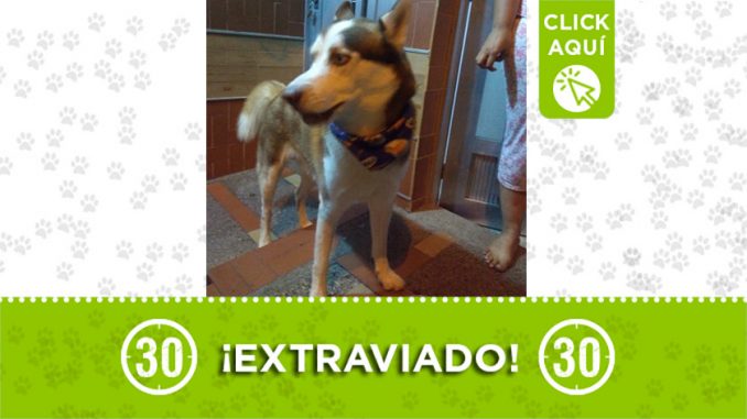 perro perdido1