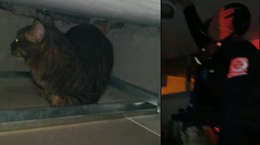 EN VIDEO: ¡Bravo! Bomberos de Sabaneta rescataron a un gatico que se quedó atrapado en un techo