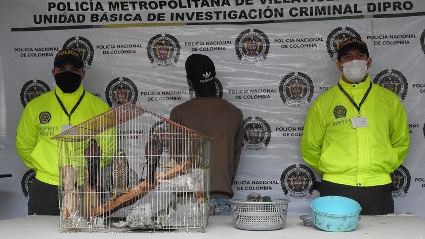 Operativo en Villavicencio logró el rescate de 5 especies protegidas y una captura por tráfico de fauna