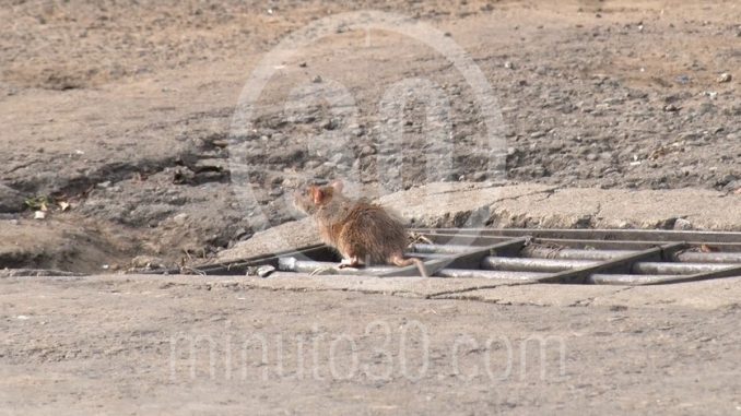 Rata raton alcantarilla plaga ciudad calle roedor ratas ratones2