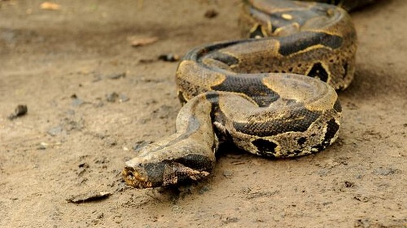 Mujer en Sabaneta fue sorprendida transportando ilegalmente 6 boas constrictor avaluadas en $23 millones 1 boa constrictor caracteristicas Copiar
