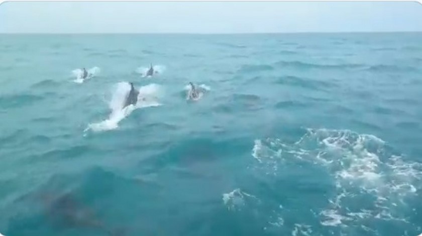 VIDEO: “Hermoso avistamiento”, pescadores encontraron una manada de delfines en La Guajira