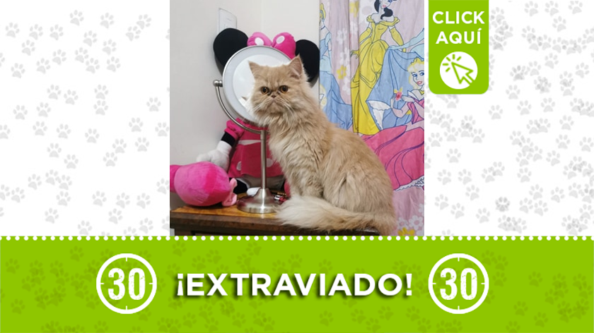 “Minnie” se perdió por la Loma de los Bernal y su familia la busca