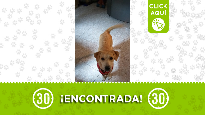 mascota encontrada La Mayorista