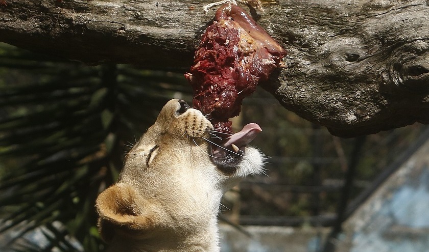 Los zoológicos colombianos viven su propia crisis por el coronavirus