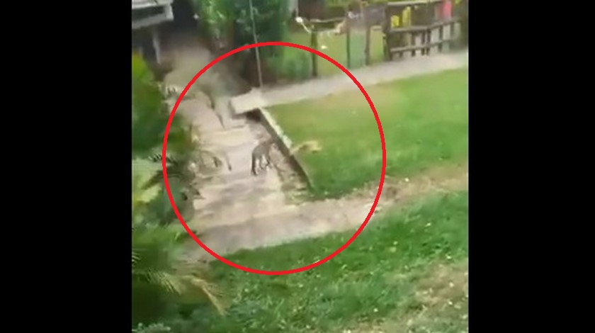 VIDEO: “La naturaleza nos habla”, entre las calles vacías aparecieron zorros cañeros en Cali