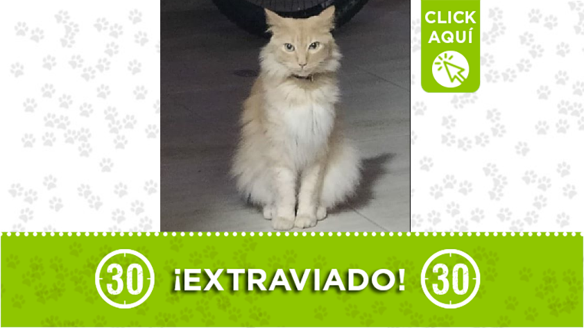 “Teodoro” se perdió en el barrio Campo Valdés y su familia lo busca