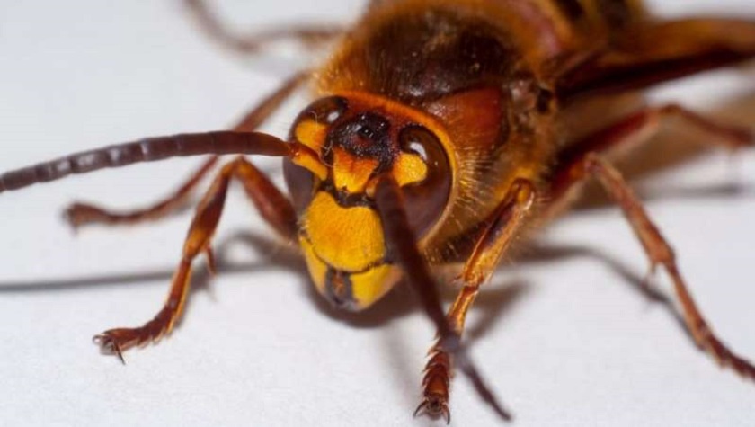 Avispones asesinos que pueden matar humanos y decapitar abejas llegaron a EEUU