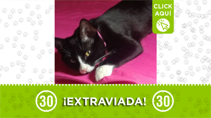 mascota extraviada
