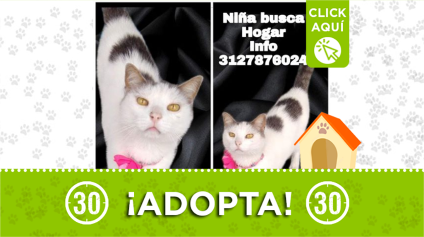 mascota adopta