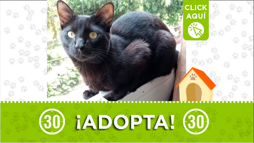 Este gatico busca una familia que le brinde mucho amor