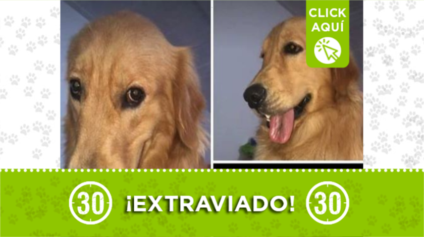 perrito extraviado