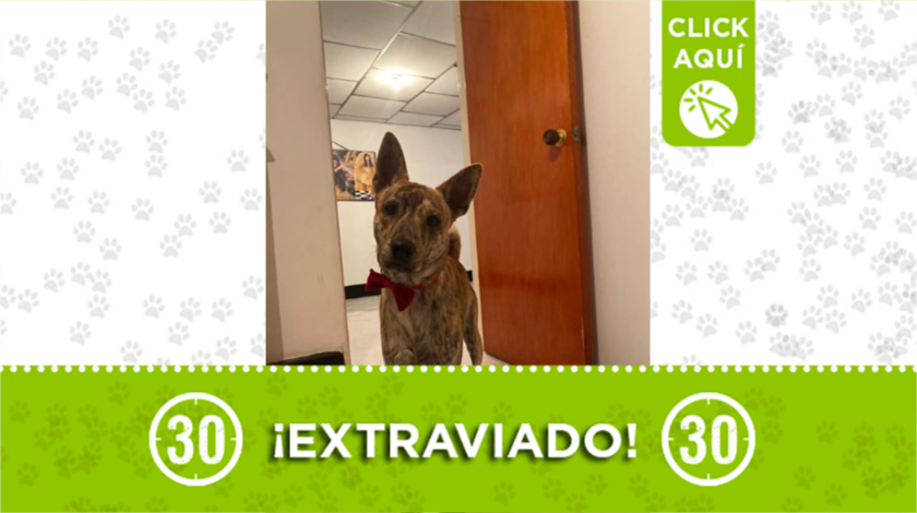 aron mascota extraviada