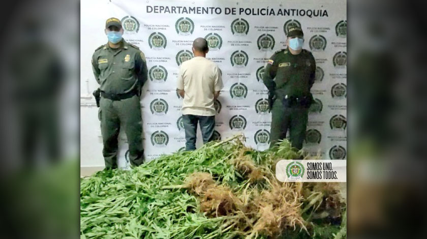 Incautación de marihuana en Yarumal, Antioquia