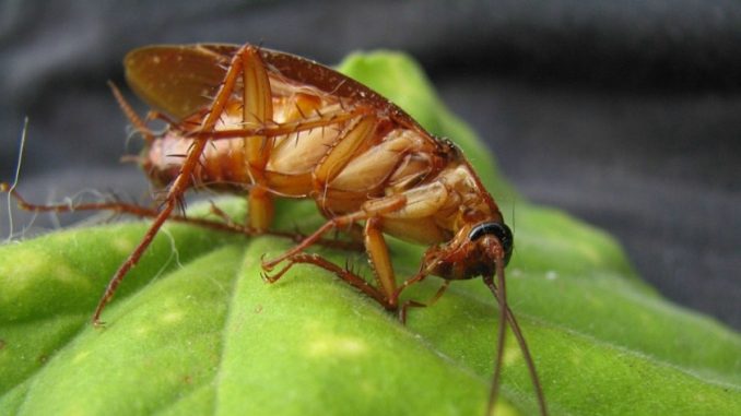 cucaracha leche cucaracha medicinal