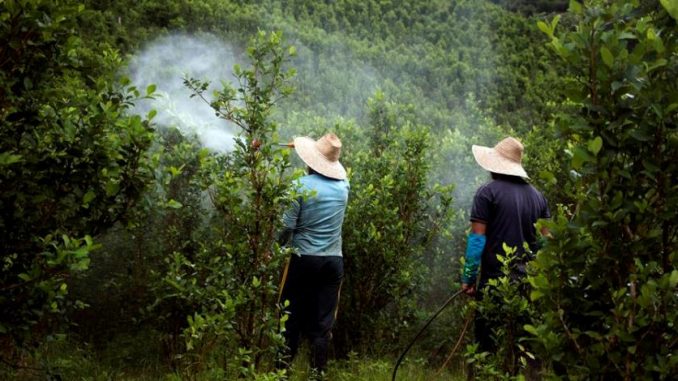 cultivos de coca en colombia