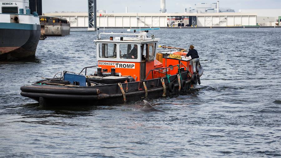 FOTOS: Organizaciones rescataron al delfín atrapado en el puerto de Ámsterdam