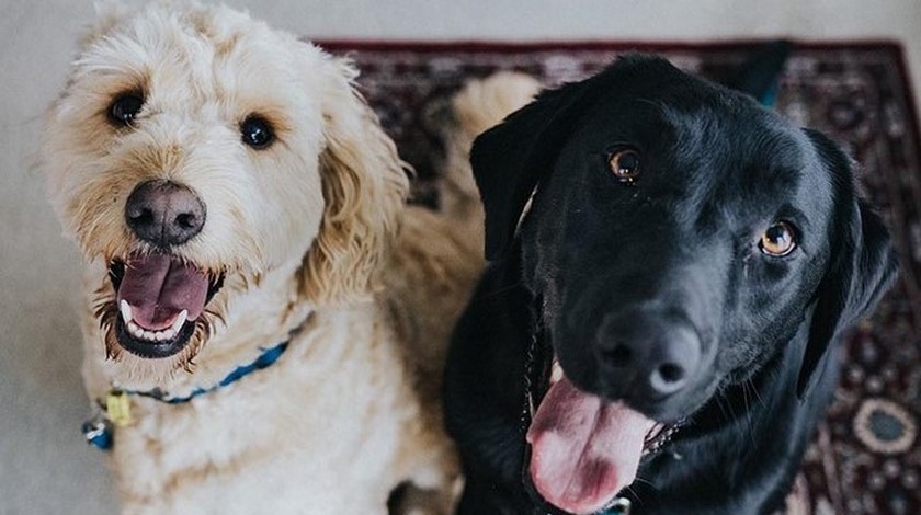 Estas son las recomendaciones para proteger las mascotas en época de COVID-19