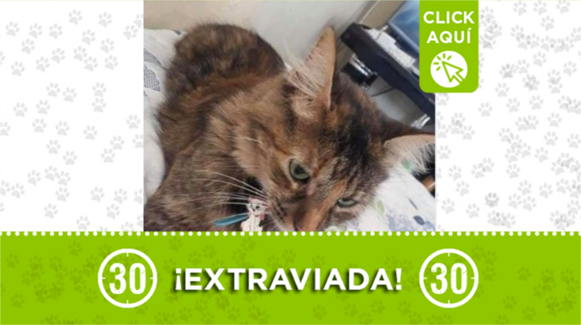 mascota extraviada