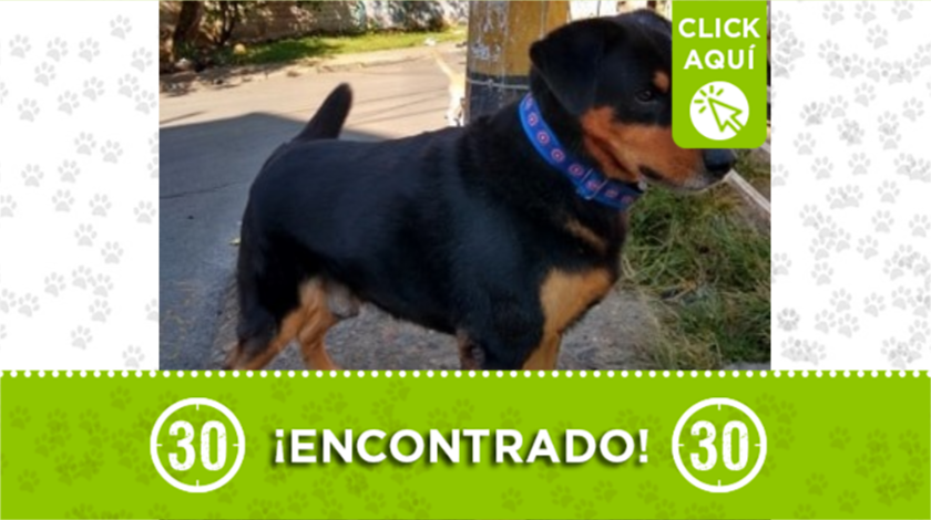perrito encontrado