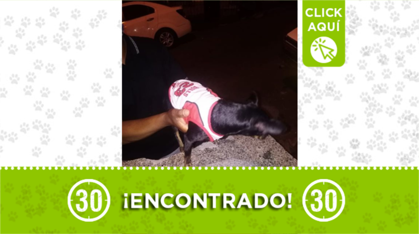perrito encontrado