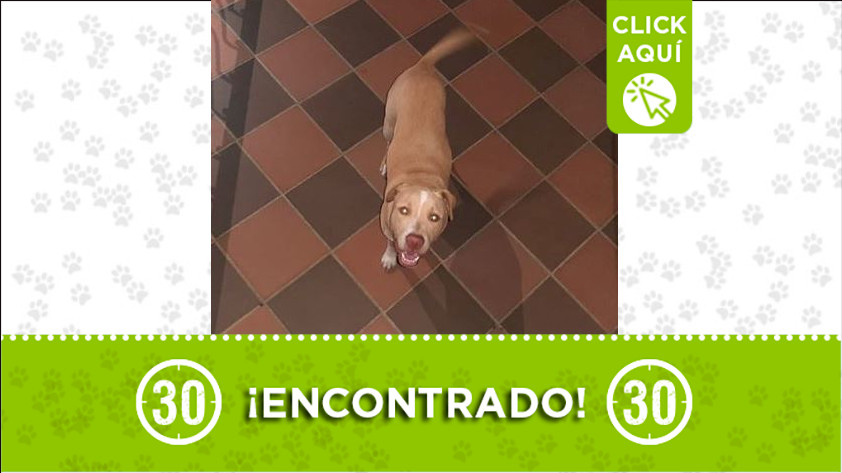 ¿Lo reconoce? Este perrito fue encontrado en Bello