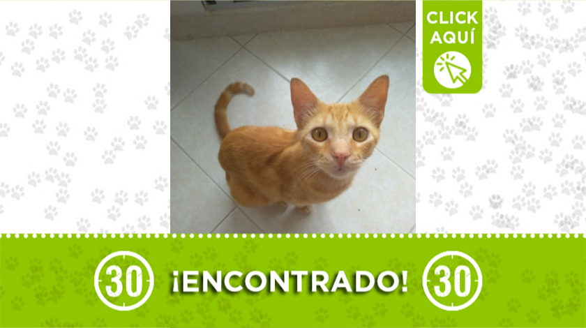 gatito encontrado