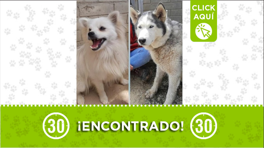 ¿Los reconoce? Estos perritos fueron encontrados en Las Palmas