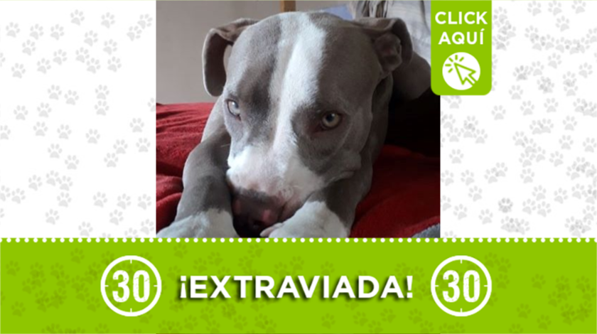 perrita extraviada