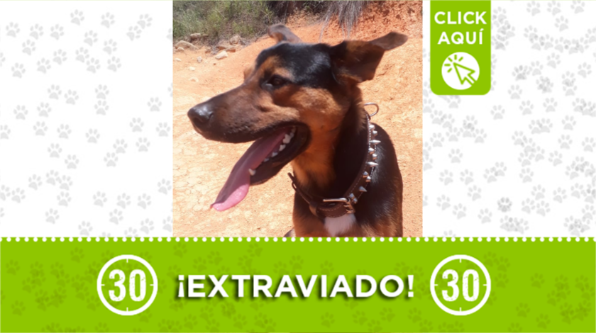 perrito extraviado