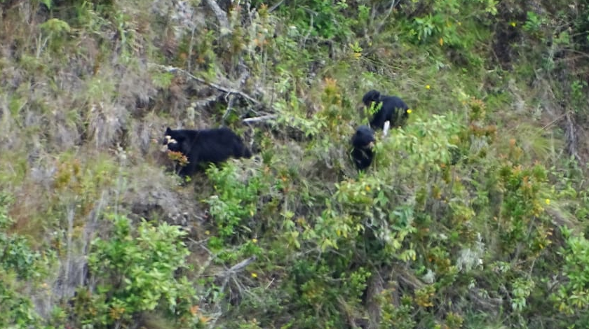 EN VIDEO: ¡Vean esta belleza! En Nariño registraron en video a una familia de osos de anteojos