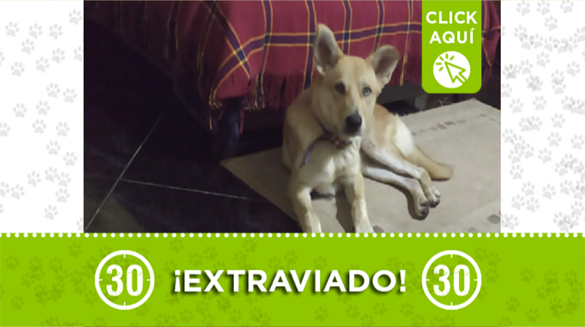 'Firulay' se extravió