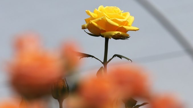 flores