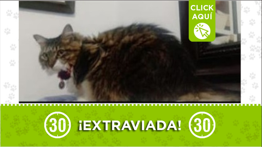 A “Frida” la buscan en Rionegro