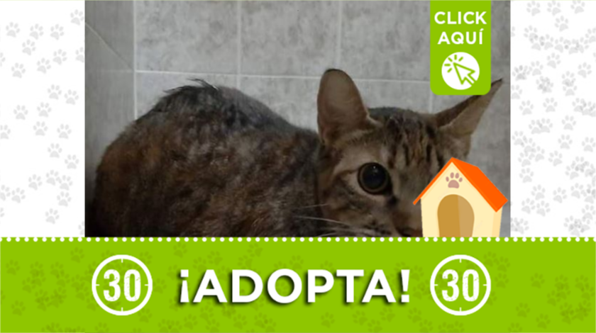 gatita en adopción