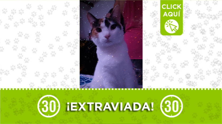 gatita extraviada