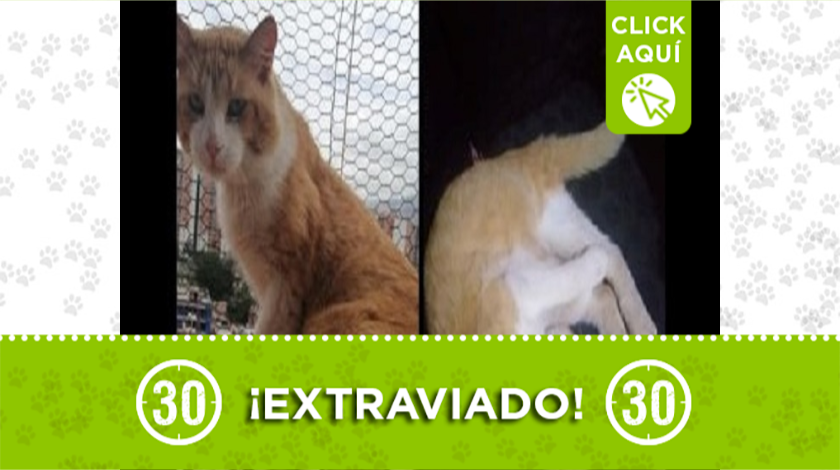 gatito extraviado