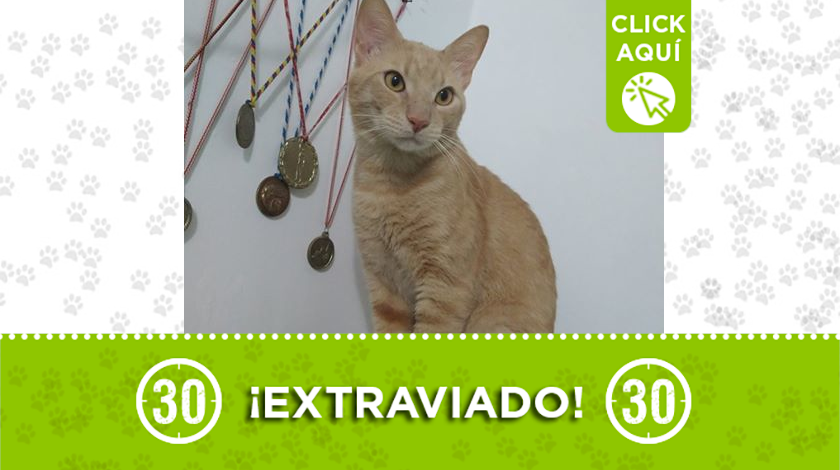 “Harry” se extravió en el barrio Pedregal y su familia lo busca